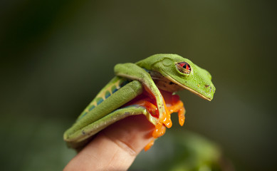 Müder Frosch