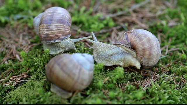 Snails Helix pomatia in forest episode 1