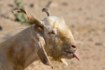 Fototapeta premium Goat portrait