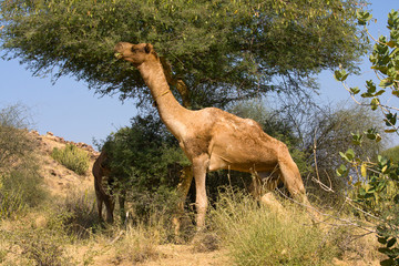 Camel at the Pushkar Fair , Rajasthan, India