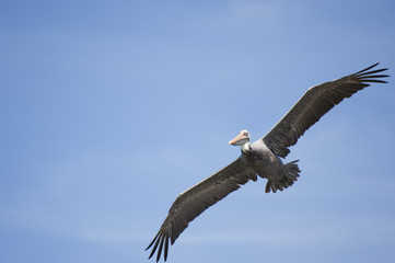 Obraz premium Pelikan