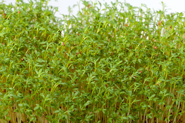 Cress seedlings isolated on white background