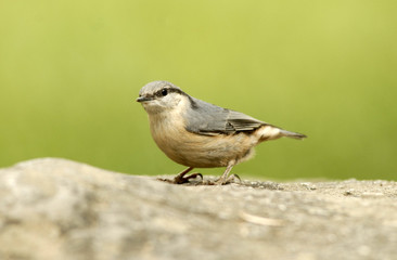 Fototapeta premium Pollo de trepador