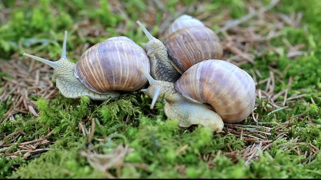 Snails Helix pomatia in forest episode 2