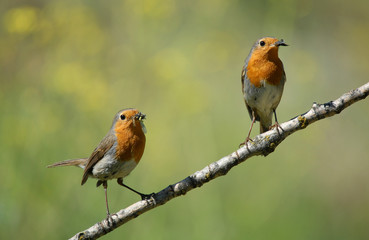 La pareja de petirrojos