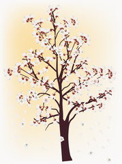 Obraz na płótnie Canvas spring cherry tree blossom on light background