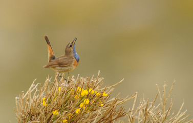 Pechiazul en un piorno