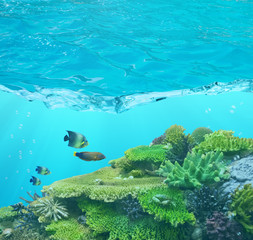 four fishes and cay under blue water