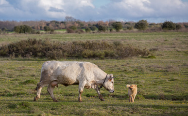 white cow and sheepdog