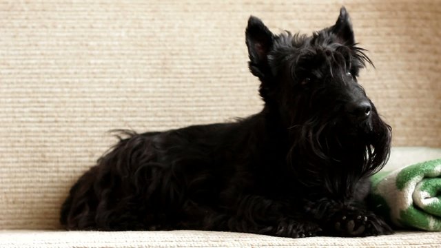 Scottish Terrier dog lying on the couch