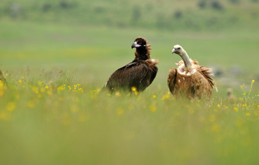 Dos buitres entre las flores