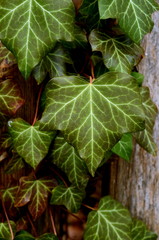 Overgrown Ivy Leaves On A Wooden Garden Fence