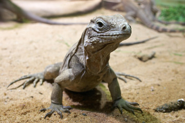 Cyclura nubila