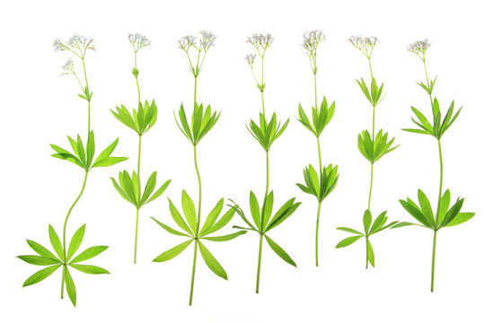 Waldmeister (Galium odoratum)