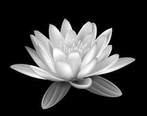 Water lily black and white