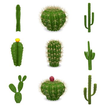 1.288.220 imagens, fotos stock, objetos 3D e vetores de Cactus