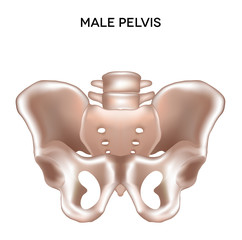 Male pelvis