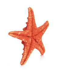 sea star isolated on white