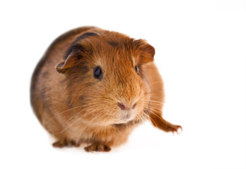 Red guinea pig