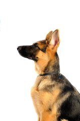 Pastore tedesco cucciolo di 4 mesi