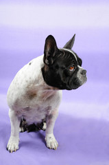 Bouledogue francese - figura intera © sery