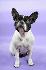 Bouledogue francese - figura intera © sery