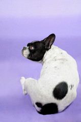 Bouledogue francese - figura intera profilo © sery