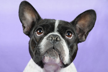 Bouledogue francese - primo piano © sery