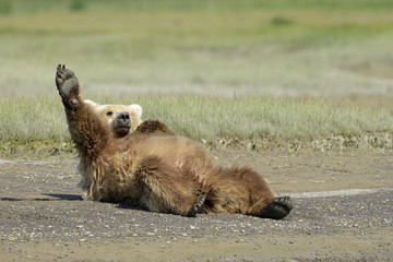 Grizzly Bear lying on beach and stretching © andreanita