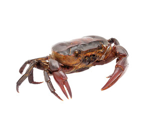 crab isolated on white background