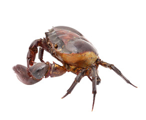 crab isolated on white background