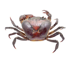crab isolated on white background