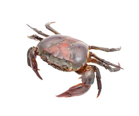 crab isolated on white background