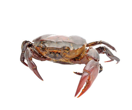 crab isolated on white background