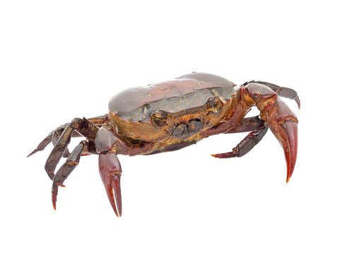 crab isolated on white background