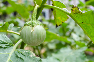 three eggplants with drops .