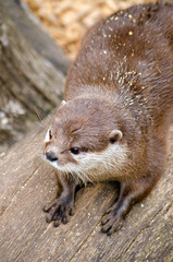 Asian Short Clawed Otter