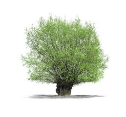 Arbre sur fond blanc © Production Perig