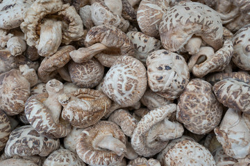 Chinese mushrooms