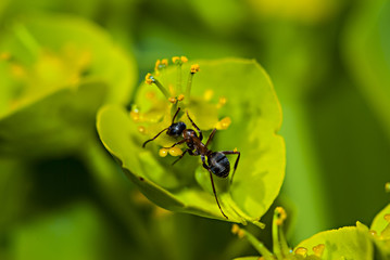 Ant is looking for food in the top of a flower