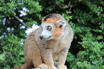 Parc des félins, lémurien