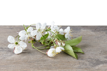 blossom cherry branch on wooden plank