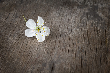Fototapeta na wymiar blossom cherry flower on wooden plank