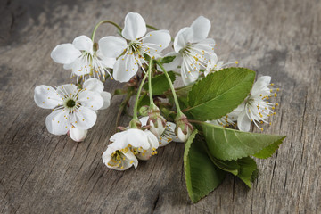 blossom cherry branch on wooden plank