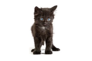 Cute black kitten on  a white background