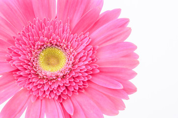 Pink gerbera daisy