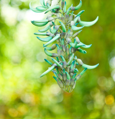 jade vine