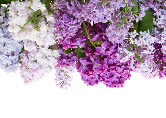 border of lilac flowers