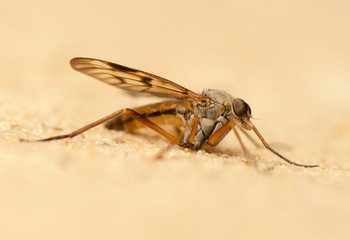 Rhagio