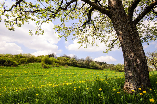 Auszeit im Fr&uuml;hling: L&ouml;wenzahnwiese mit Kirschbaum